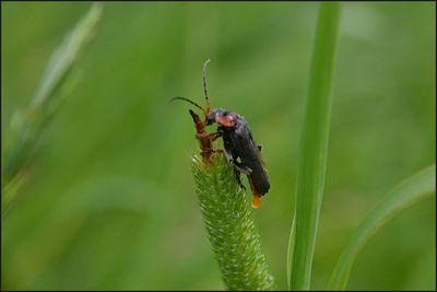 Close-up of insect on plant