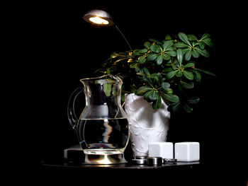 Close-up of drink and plants against black background