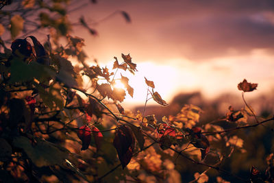 Close-up of autumn leaves against sky at sunset