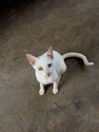 Cat sitting on street