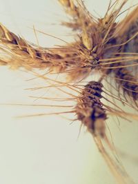 Close-up of dandelion flower