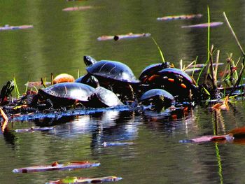 Pond in the lake