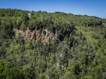 Scenic view of forest