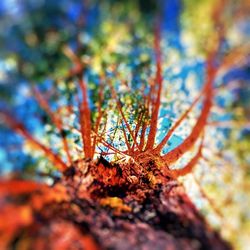 Low angle view of leaves on tree trunk