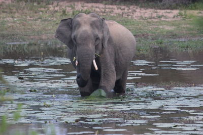 Elephant in a lake