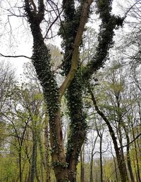 Low angle view of trees in forest