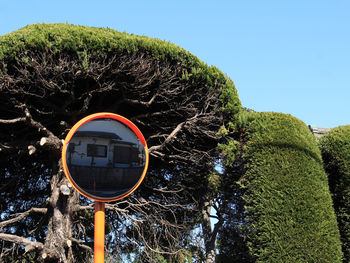 Low angle view of plant against clear sky