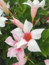 Close-up of pink flowers blooming outdoors