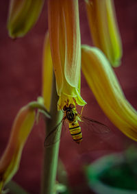 Close-up of insect on flower