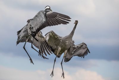 Low angle view of birds flying against sky