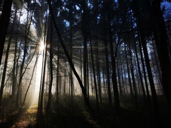 Sunlight streaming through trees in forest