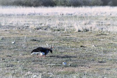 Goose calling for mates