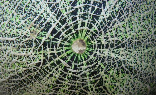 Full frame shot of plants