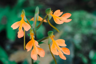 Close-up of orange flowering plant