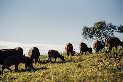 Horses grazing in a field