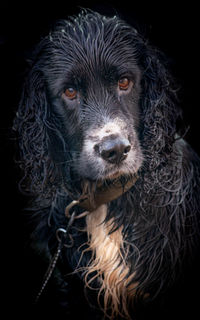 Close-up portrait of a dog over black background