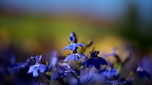 Close-up of purple flowers