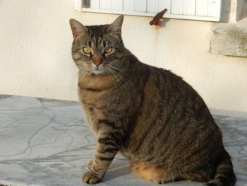 Cat sitting on footpath against wall