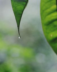 Close-up of wet leaf