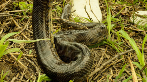 Close-up of snake