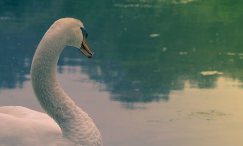 Close-up of swan in lake