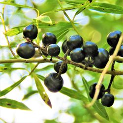 Close-up of blackberries growing on tree