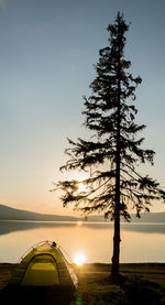 Trees against sky during sunset
