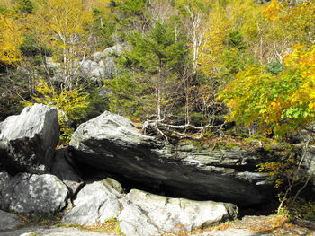 Plants growing on rocks