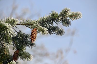 Low angle view of pine tree against sky