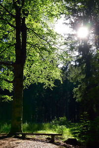 Trees in forest