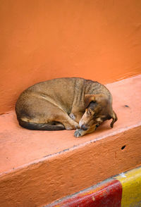 View of cat sleeping
