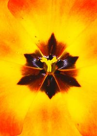 Close-up of yellow flower