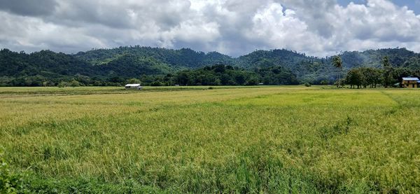nature