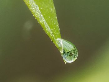 Close-up of water drop on leaf