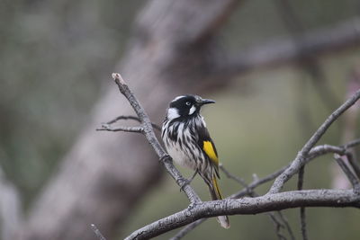 Bird perching on a branch