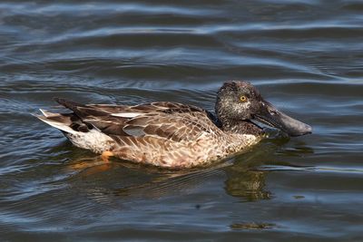 High angle view of duck swimming in lake