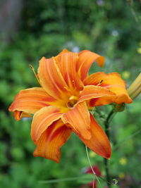 Close-up of orange day lily