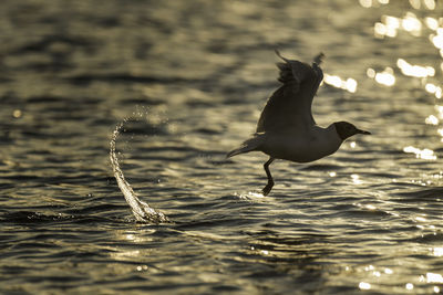 Bird flying over lake