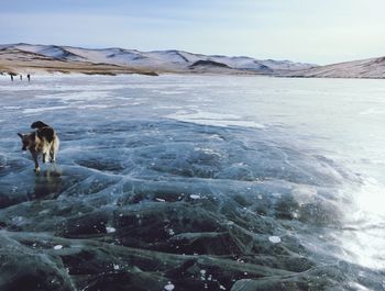 View of dog on frozen lake against sky