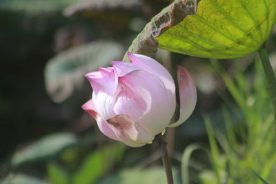 Close-up of pink flowering plant