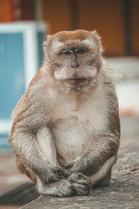 A portrait of a grandpa monkey sitting on the sidewalk looking smart