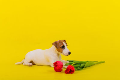 Dog against yellow background