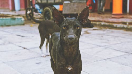 Portrait of dog