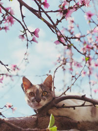 Portrait of a cat on a tree