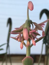 Close-up of pink flowering plant