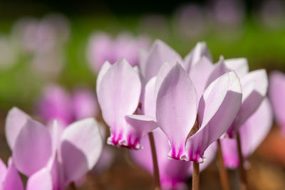 Close up of ivy leaved cyclamen  flowers in bloom