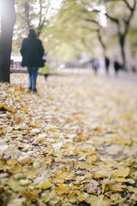 Rear view of person walking on footpath during autumn