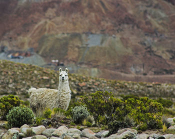 High angle view of sheep on rock