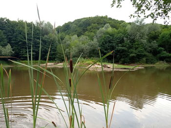 Scenic view of lake in forest against clear sky