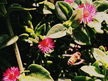 Close-up of flowers blooming outdoors